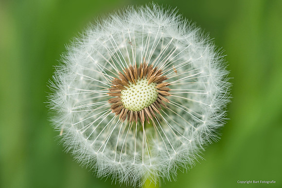 Bloemen en Planten Bart Fotografie-1526