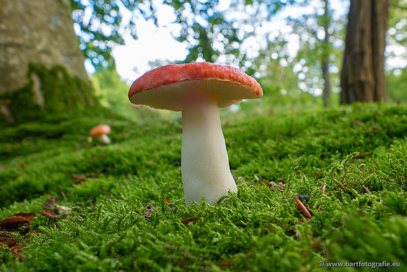 Paddenstoelen 2024-017
