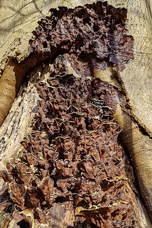Mushrooms 2026 Bart Fotografie-06