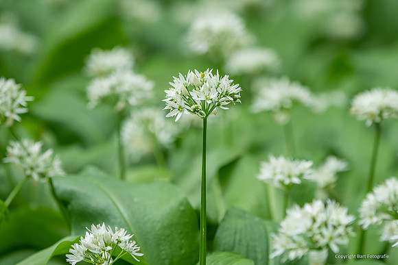 Bloemen en Planten Bart Fotografie-1516