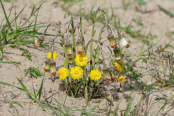 Bloemen en Planten Bart Fotografie-1521
