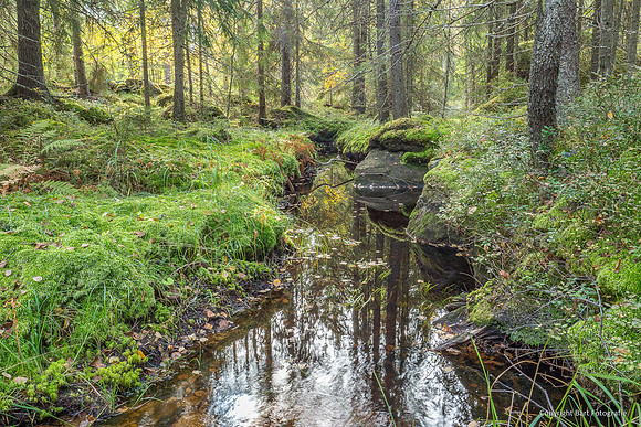 Zweden, herfst 2026-048