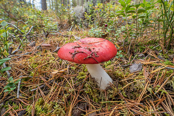 Mushrooms 2026 Bart Fotografie-27