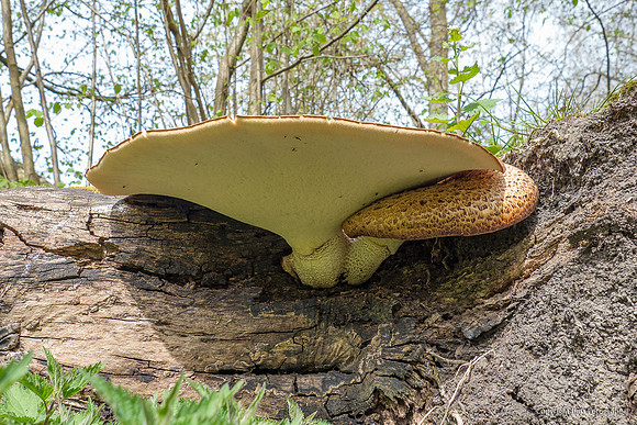 Mushrooms 2026 Bart Fotografie-13