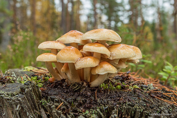 Zweden, herfst 2026-145