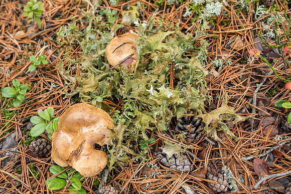 Zweden, herfst 2026-086