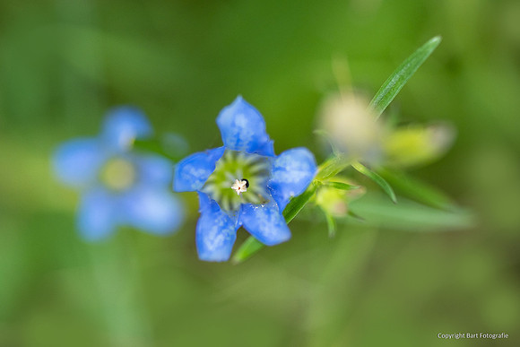 Bloemen en Planten Bart Fotografie-1550