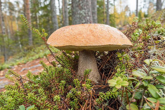 Zweden, herfst 2026-144