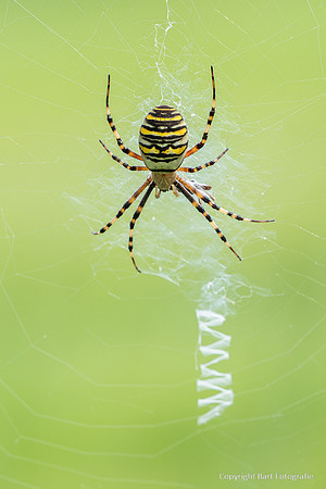 Spinnen, Bart Fotografie-290