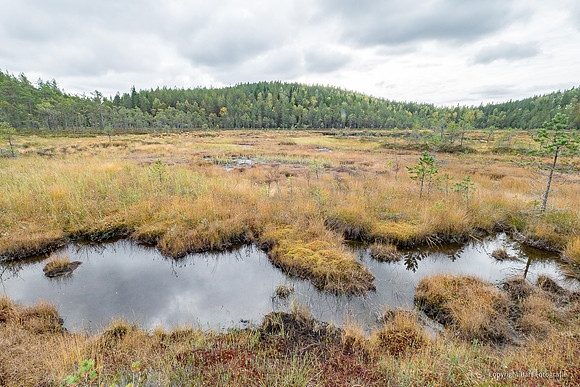 Zweden, herfst 2026-007