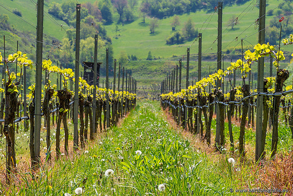 Kaiserstuhl, Duitsland, mei 2023, Bart Fotografie-032