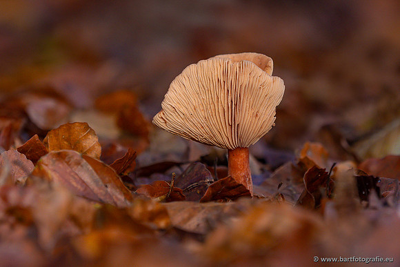 Paddenstoelen 2024-076