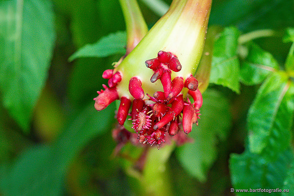 Bloemen en Planten Bart Fotografie-1407