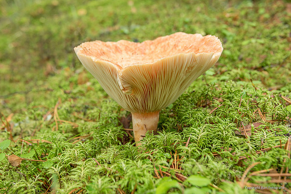 Zweden, herfst 2026-140