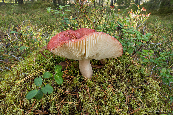 Mushrooms 2026 Bart Fotografie-30