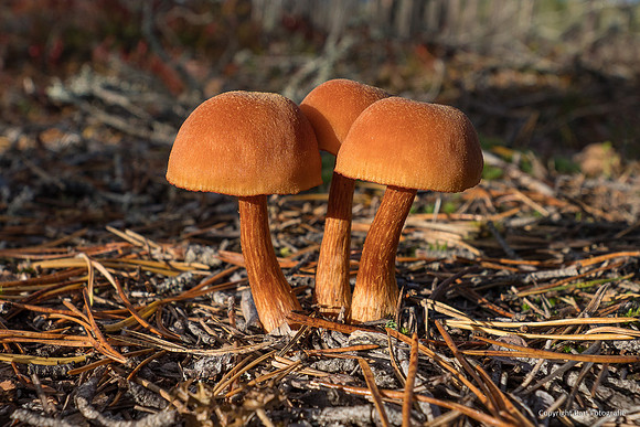 Zweden, herfst 2026-121