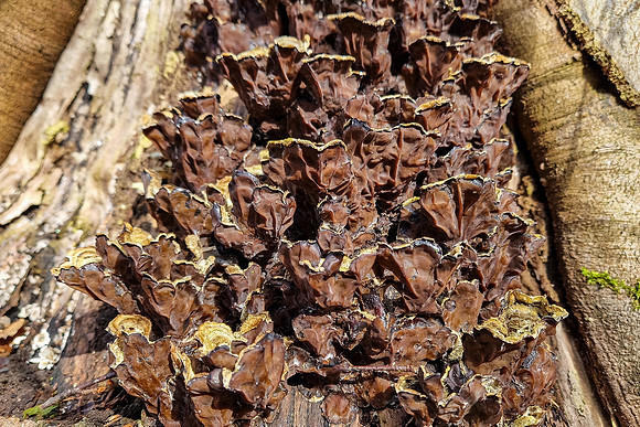 Mushrooms 2026 Bart Fotografie-04