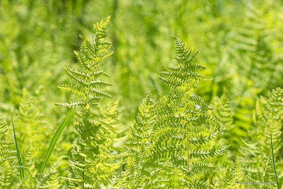 Bloemen en Planten Bart Fotografie-1556