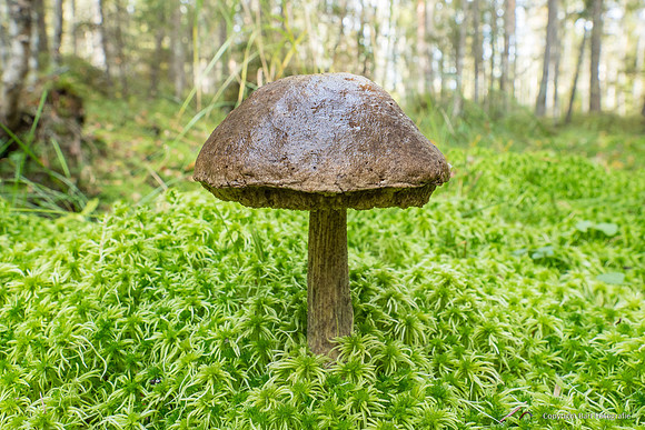 Mushrooms 2026 Bart Fotografie-39