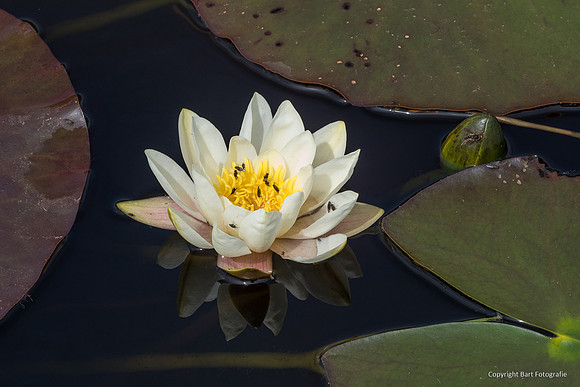 Bloemen en Planten Bart Fotografie-1538