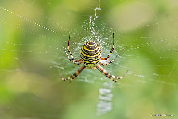 Spinnen, Bart Fotografie-288