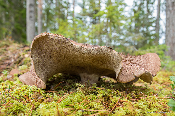 Zweden, herfst 2026-136