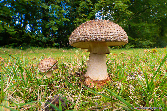 Paddenstoelen 2024-015