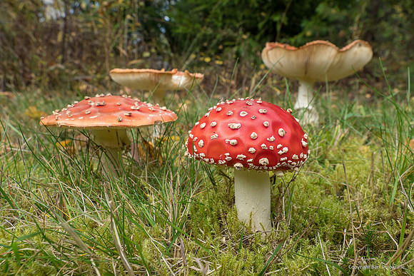 Zweden, herfst 2026-130