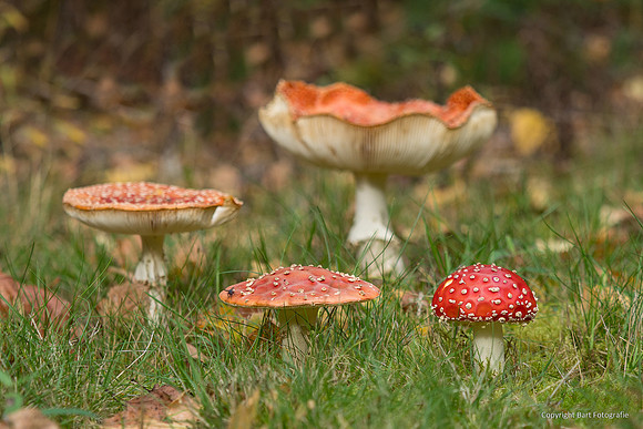 Mushrooms 2026 Bart Fotografie-44