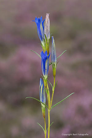 Bloemen en Planten Bart Fotografie-1552