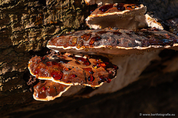 Paddenstoelen 2024-071