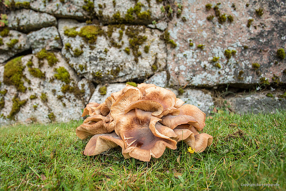 Mushrooms 2026 Bart Fotografie-58