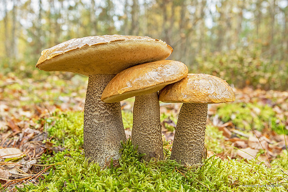 Zweden, herfst 2026-139