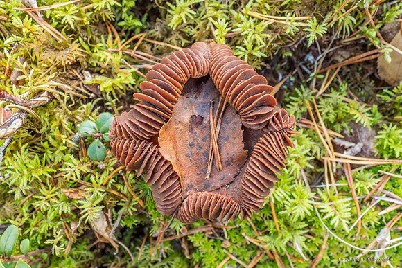 Zweden, herfst 2026-113