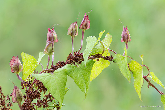 Bloemen en Planten Bart Fotografie-1543