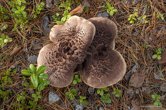 Zweden, herfst 2026-122