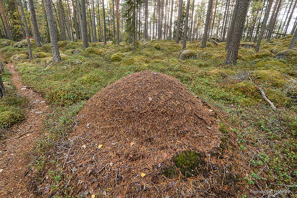 Zweden, herfst 2026-071