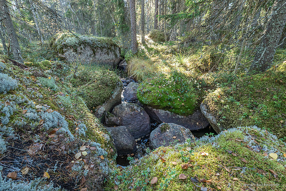 Zweden, herfst 2026-051