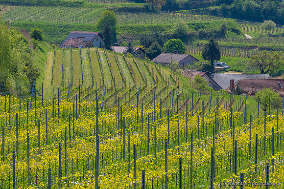 Kaiserstuhl, Duitsland, mei 2023, Bart Fotografie-029