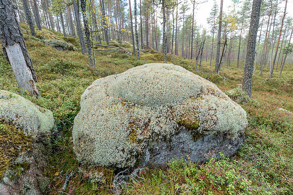 Zweden, herfst 2026-077