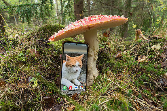 Mushrooms 2026 Bart Fotografie-40