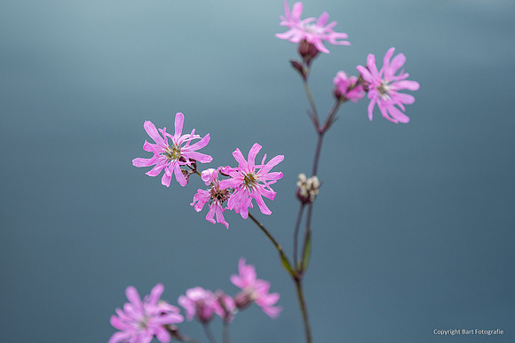 Bloemen en Planten Bart Fotografie-1541
