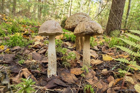 Zweden, herfst 2026-127