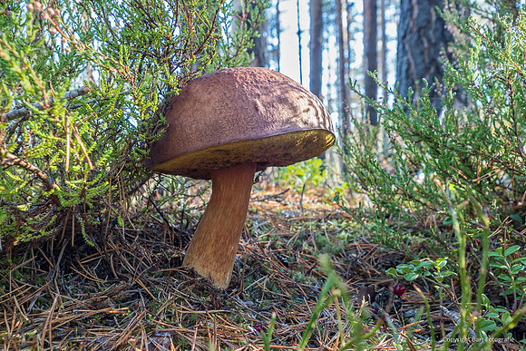 Zweden, herfst 2026-151