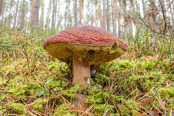 Mushrooms 2026 Bart Fotografie-47