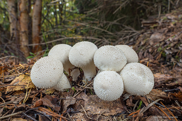 Zweden, herfst 2026-124