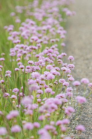 Bloemen en Planten Bart Fotografie-1530