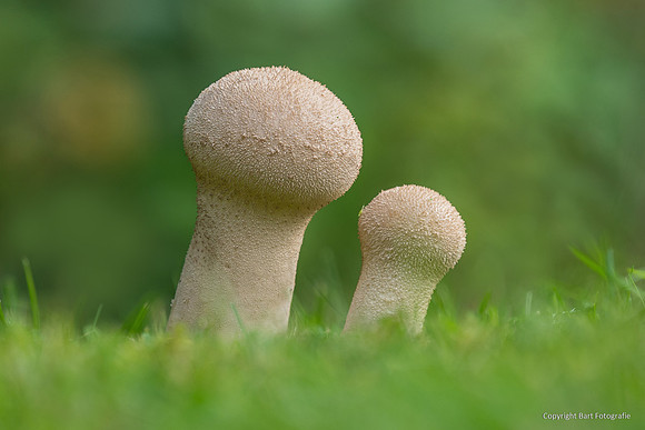 Mushrooms 2026 Bart Fotografie-16