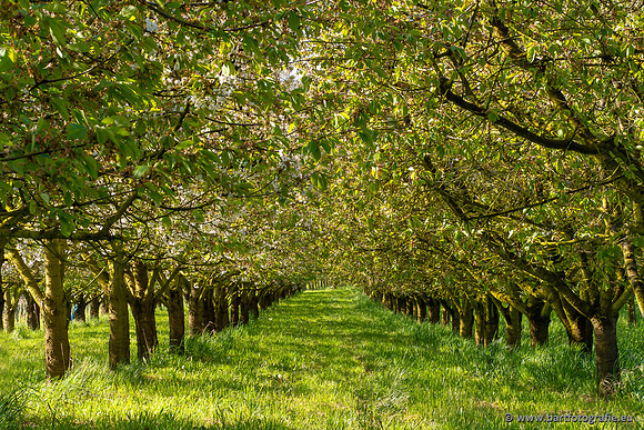 Kaiserstuhl, Duitsland, mei 2023, Bart Fotografie-037