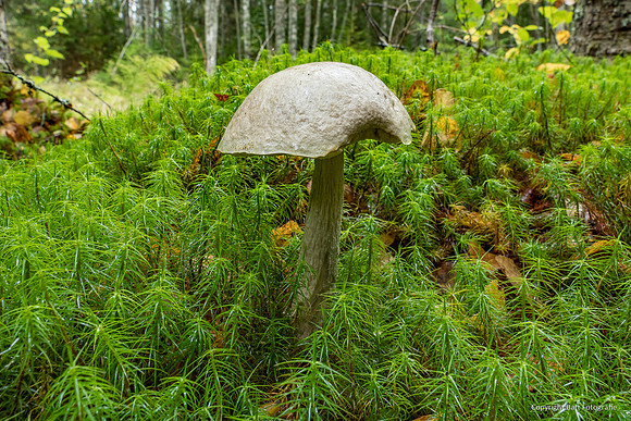 Zweden, herfst 2026-105